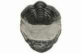 Wide Morocops Trilobite - Morocco #224210-2